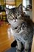 Necoichi Kimono Ribbon Cat Collar (Blue)
