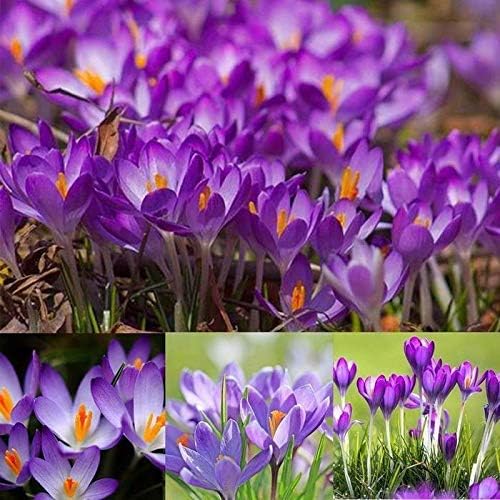 Seeds House- SummerRio 100pcs Saffron Seeds, Perennial Plant Seeds Rare Ornamental Flowers Bulb Seeds for The Home Garden