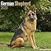 German Shepherd Calendar - Dog Breed Calendars - 2019 - 2020 Wall Calendars - 16 Month by Avonside ( by 
