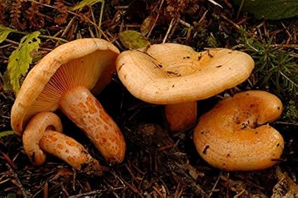 Lactarius Deliciosus Mycelium Champignons De Foret Cultivez Vos Propres Champignons Amazon Fr Jardin