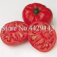 Pinkdose Leche Tomate Rojo Bonsai, Tomate Cherry Planta orgánica ...