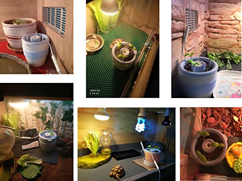 crested gecko fogger