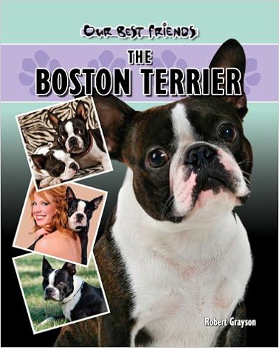The Boston Terrier (Our Best Friends) �n�[�h�J�o�[ - 2007/2/28
