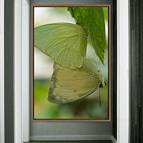 signwin Framed Canvas Wall Art Butterflies Butterfly Colorful...