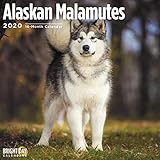 Alaskan Malamutes Calendar 2020 by