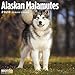 Alaskan Malamutes Calendar 2020 by