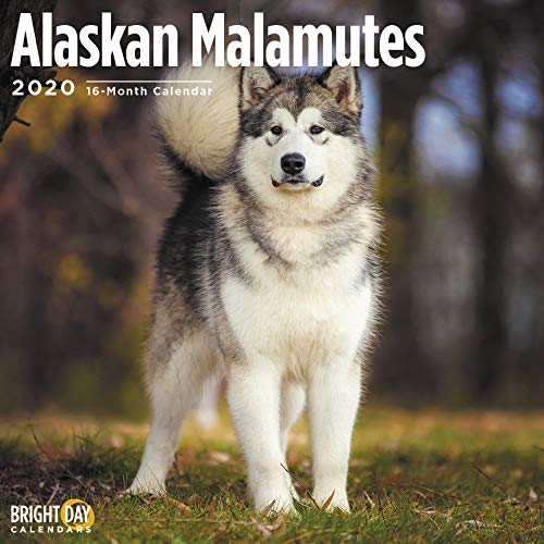 Alaskan Malamutes Calendar 2020 by