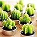 Cactus Candle, HOOKE 6 Pack Decorative Cactus Candles Tea Light Candles for Birthday Party Wedding Spa Home Decoration-3 Styles Mixed Green (Green-3 Styles)
