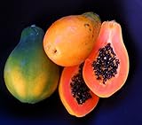 50+ Very Fresh! Strawberry Papaya! tropical fruit tree seeds plant VERY EASY!