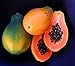 50+ Very Fresh! Strawberry Papaya! tropical fruit tree seeds plant VERY EASY! primary