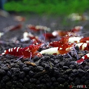 Amazon アリエル Ariel レッドピントミックス 若親個体 １０匹 約１５mm ノーブランド品 観賞魚 水中生物 通販