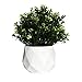Small Modern Geometric Succulent Planter 3.5 inches Flower Pot (1, White Geometric Desk Plant Pot)