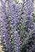 Butterfly Craze Lifelike Artificial Lavender Plants - Perfect for Crafting, Home Decor, and Weddings, Pair with Fake/Dried Flowers Like Purple Roses, Nearly Natural Faux Silk Flowers, 8-Piece Bundle