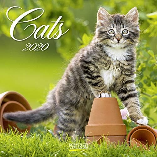 Download Cats 2020: Broschürenkalender mit Ferienterminen. Katzen und Kätzchen PDF