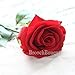 Lovemat 12 PCS Real Touch Latex PU Roses Artificial Flowers for Wedding Home Decor (red)