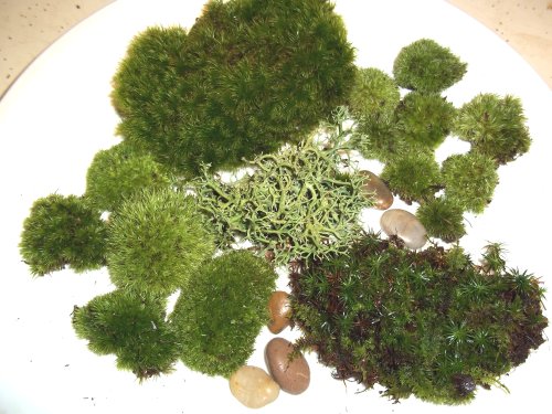 Live Moss Assortment for Terrariums - Frog, Haircap, Cushions, Rocks, Lichen Live Moss Assortment for Terrariums - Frog, Haircap, Cushions, Rocks, Lichen