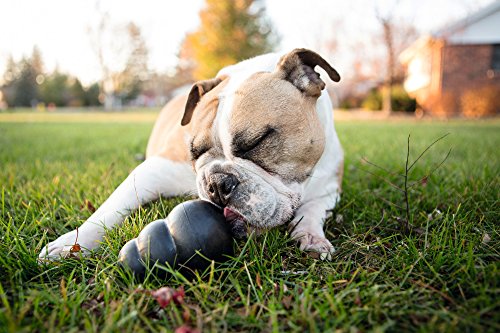 KONG Extreme Dog Toy, Medium, Black