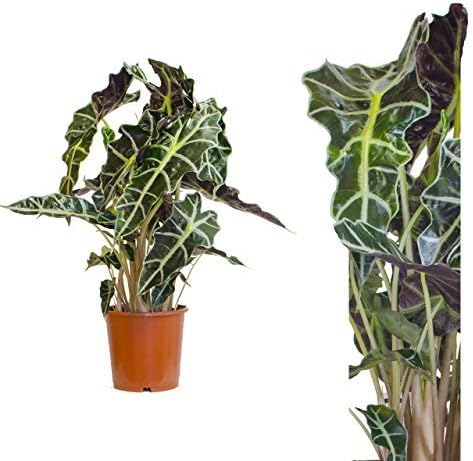 Charming und pretty Plant Alocasia Polly 60cm , House plant, Arrow sheet