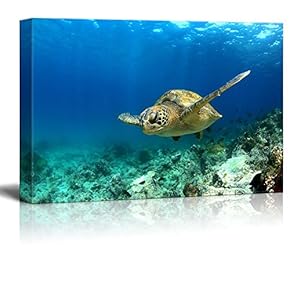 Green Sea Turtle In Deep Ocean - Canvas Art