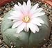 Cactus L. Diffusa var. koehresii 10 Seeds Pack