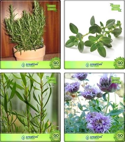 Seedsown Combo Pack romero, tomillo InglÃ©s invierno, terragon ...