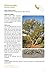 Sonoran Desert Food Plants:: Edible Uses for the Desert's Wild Bounty