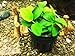 Greenpro Anubias Nana Petite Live Aquarium Plants Fish Tank Decorations Freshwater Plant