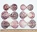 PEPPERLONELY 30 PC Pecten Purpuratus Scallop Sea Shells, 2 Inch ~ 3-1/4 Inch