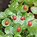 OHTOP 10Pcs Beetle Ladybug Fairy Garden Ornament Figurine Miniature Dollhouse Decor(Red)