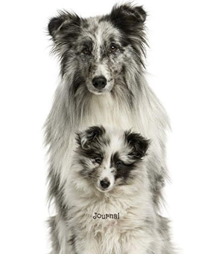 grey shetland sheepdog
