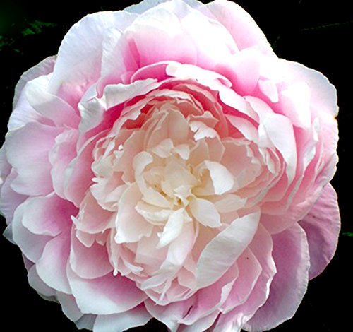 Pre-Order: Tourangelle - Late Pink and White Peony - Fall Delivery