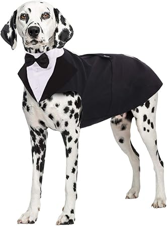 labrador wedding outfit