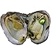 (15PCS) 2017 Fashion 7-8mm Oysters with Large Oval Pearl inside Birthday Gifts (7-8mm)