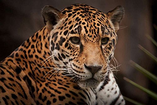 Jaguar Wall Art | Kritters in the Mailbox | Jaguar Art Pieces