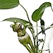 ZAILHWK Planter Pot Hanger Decorations, Frog Flower Pot Resin Creative 3D Craft Frog Figurines Climbing Decoration Animal Ornaments for Office Desk Home Garden Pot Decor,4 pcs