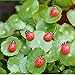 Buytra 21-Piece Miniature Fairy Garden Ornament Dollhouse Plant Pot Figurine DIY Home Decoration