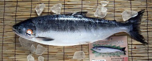 Amazon 鮭児 けいじ 1 8kg以上 もしくはキズあり2kg前後 三枚おろし 北海道知床産 知床三佐ヱ門本舗 鮮魚 通販
