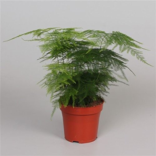 'Myers' Asparagus Fern Foxtail fern Evergreen and easy care plant