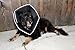 All Four Paws Comfy Cone Pet Cone for Dogs, Cats, X-Small, Black - Comfortable Soft Dog Cone Collar Alternative for After Surgery, Wound Care, Spay, Neuter - Dog and Cat Recovery Elizabethan-Collar
