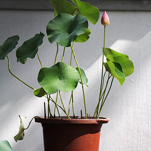Adarl 10pc/Package Pink Lotus Seeds Ornamental Plants Seeds Courtyard Garden With Flower Seeds Professional Pack