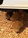 SWEETER HEATER Infrared Heater for Chicks & Pets, Flush Mount 11x40, 150 Watt