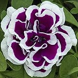 SmartMe - 50 Double Purple White Petunia Seeds