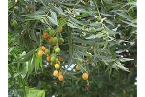 MITRAEE 70pcs Neem Plant Seeds (Azadirachta Indica)