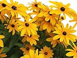Black Eyed Susan Seeds - Rudbeckia Hirta - Attracts Butterflies 10,000 Seeds
