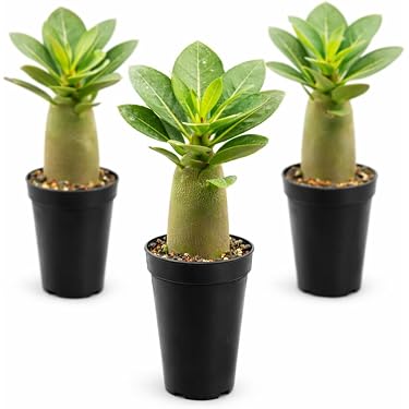 white ceramic planter pots Ceramic Planter with Stand main image 0