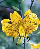 Citronella Tiger Lily - Lilium leichtlinii - 2 Bulbs 14/16 cm - Golden Yellow