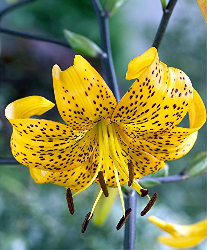 Citronella Tiger Lily - Lilium leichtlinii - 2 Bulbs 14/16 cm - Golden Yellow Citronella Tiger Lily - Lilium leichtlinii - 2 Bulbs 14/16 cm - Golden Yellow