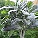APHER 5 PCS Artificial Flocked Lamb's Ear Leaf Fake Greenery for Wedding Home DIY Decor