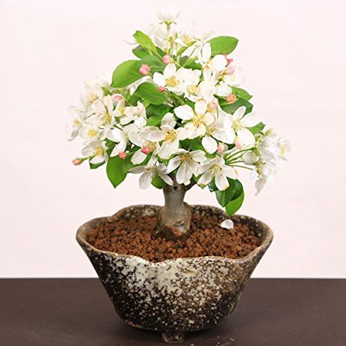 小品盆栽 姫りんご 瀬戸焼変形鉢 遊恵盆栽 観葉植物 通販 Amazon