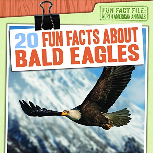 all about bald eagles